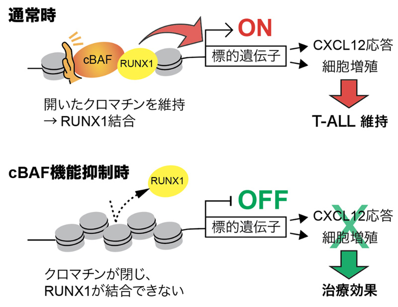 T細胞性急性リンパ性白血病の増殖因子を発見～新規治療法開発への手がかりに～
