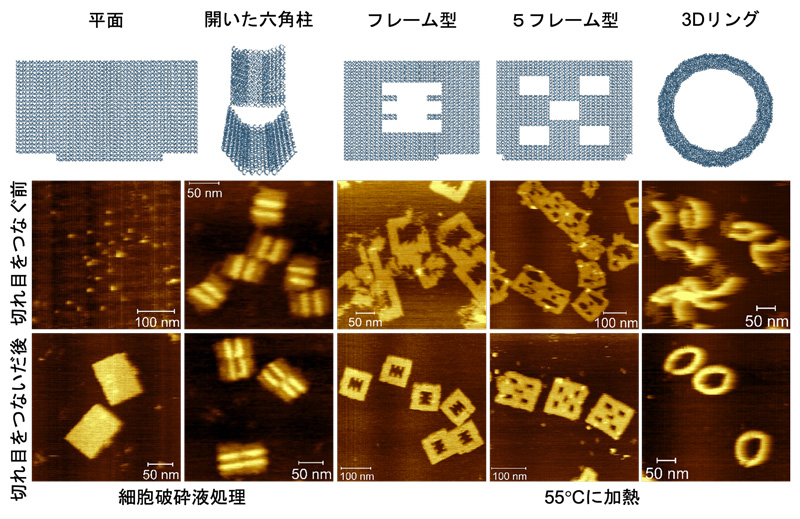 DNA折り紙に革命を起こす～新たな応用を加速する新しい構造安定化法～