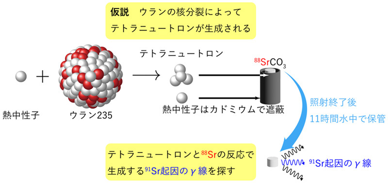 陽子を含まない原子核の痕跡を原子炉で探す～原子核物理×放射化学の新手法で「0番元素」を探求～