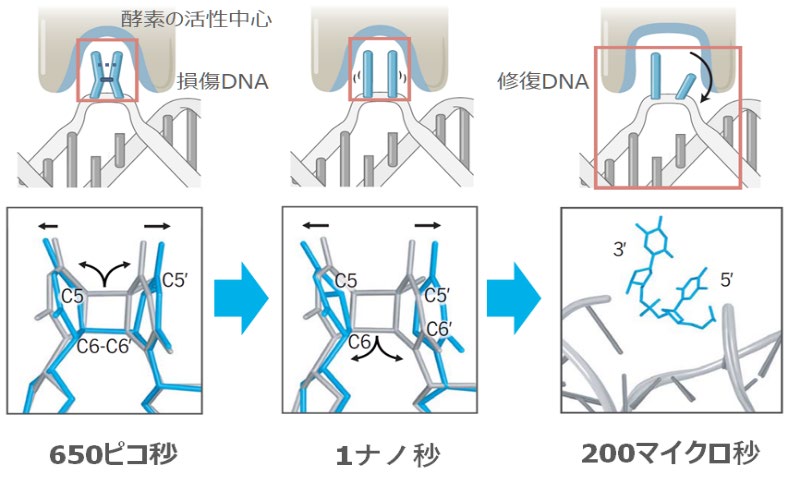 文章を入れてください