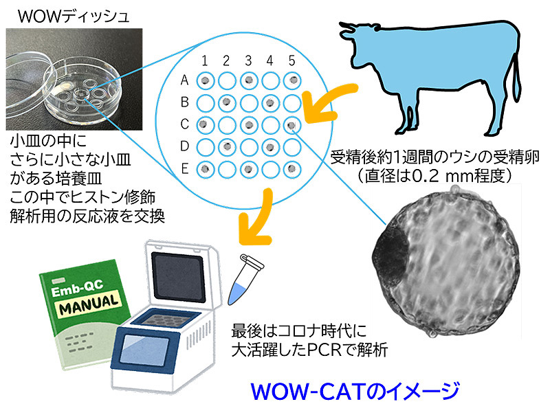 文章を入れてください