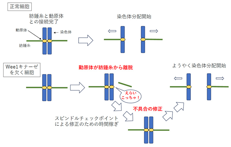 Wee1キナーゼの新たなる機能の発見～抗癌剤治療の新基軸の提言～