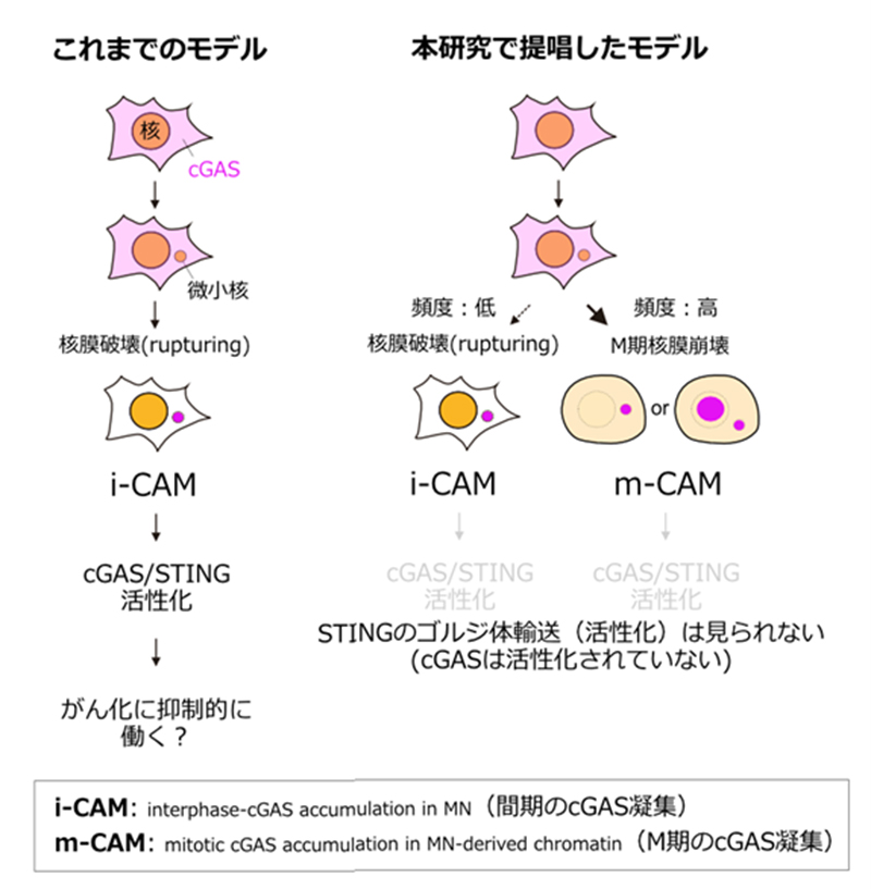 文章を入れてください