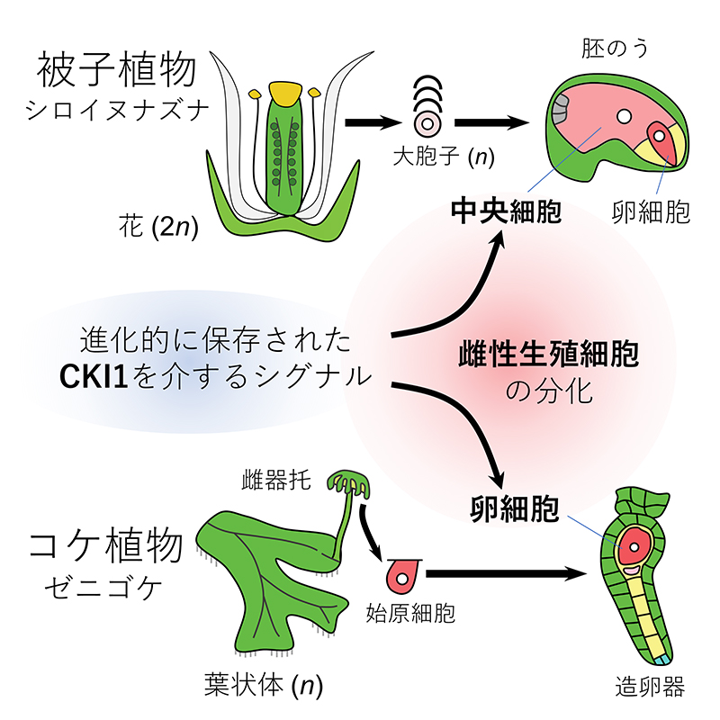 文章を入れてください