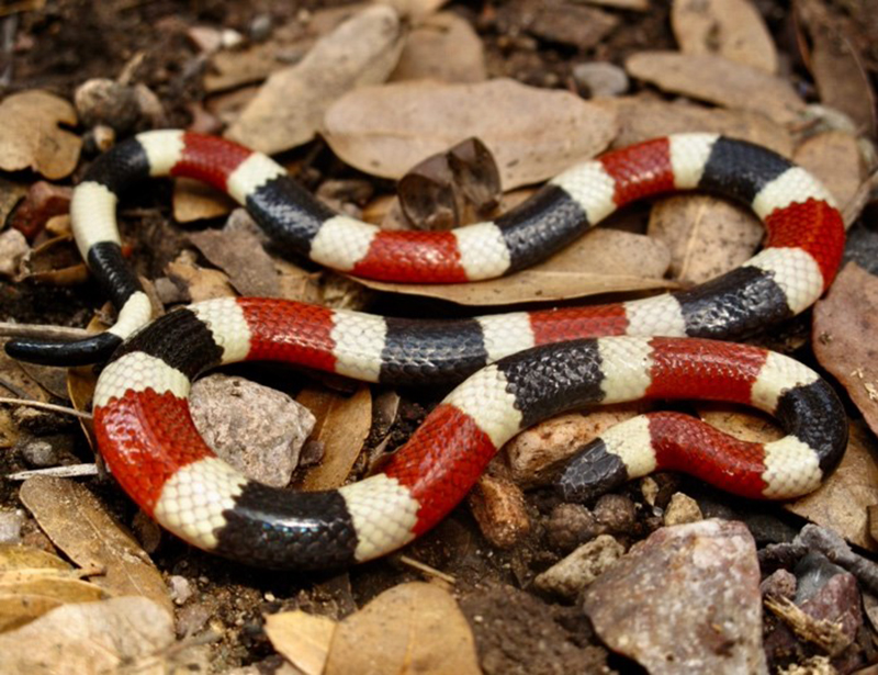 ヘビの警告色・擬態の進化は目立つコストで予測できる