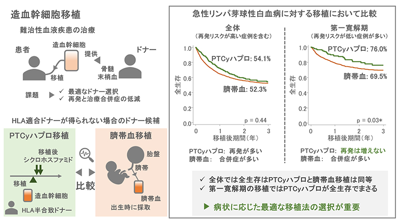 急性白血病におけるHLA半合致移植と臍帯血移植の比較 ―症例に応じた最適な造血幹細胞移植を目指して―