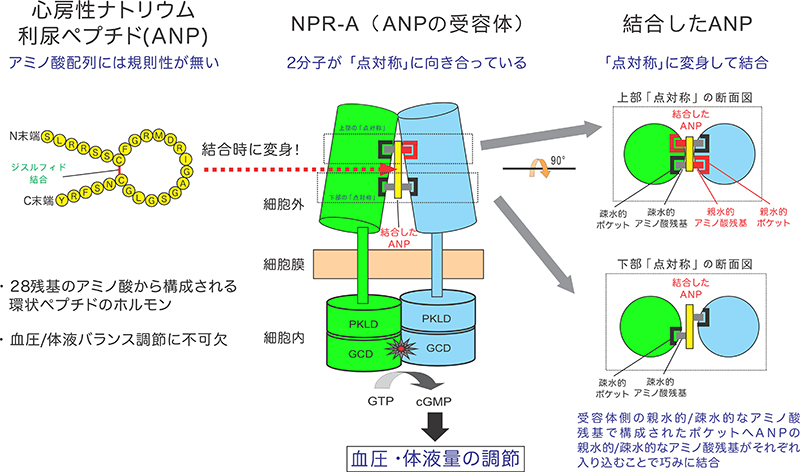 点対称への変身が受容体によるホルモン認識の鍵! ～新規心不全治療薬へ向けた手がかりを提示～