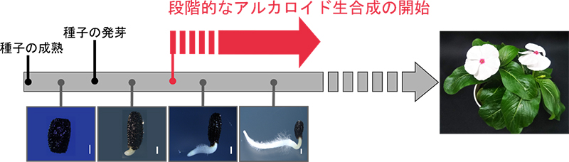 代謝における細胞分化の役割に迫る－ニチニチソウの種子発芽でのアルカロイド生合成開始過程を解析－