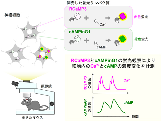 Ca2+やcAMPを感知する蛍光たんぱく質を開発 ～生きた動物の細胞内セカンドメッセンジャーの動きを観察する～