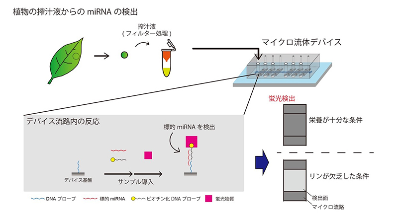 植物の生育状態を野外で早期診断できる装置を開発〜ストレスに応答して生じるmiRNAを葉から検出〜