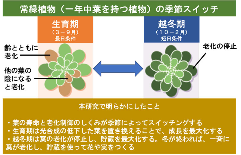 常緑植物の葉の老化制御の季節的切り替え 葉の寿命を最適化する常緑植物の知恵