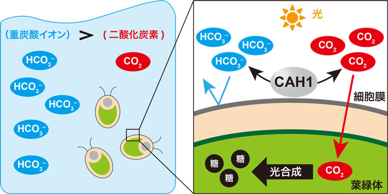 藻類のCO2吸収の鍵となる細胞外タンパク質の機能を解明～40年来の議論にゲノム編集技術で決着～