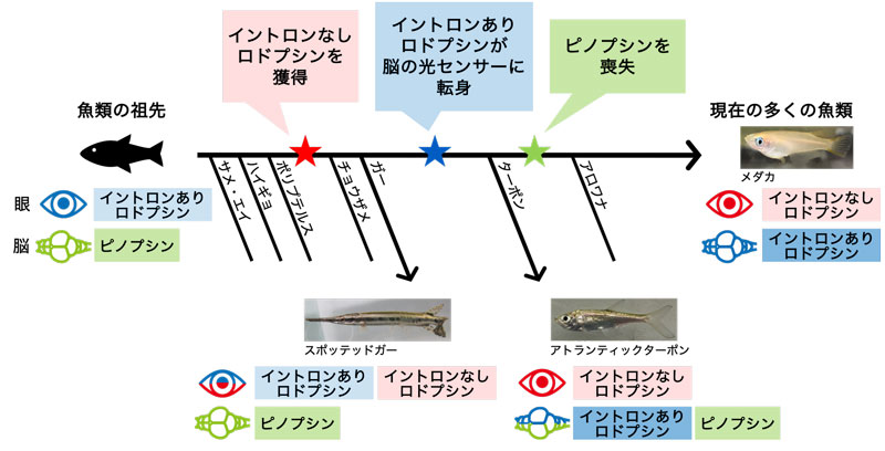 眼と脳で「みる」仕組みの玉突き的変化を「古代魚」から探る～「どうぶつの森」の魚たちが教えてくれる光センサーのユニークな進化～