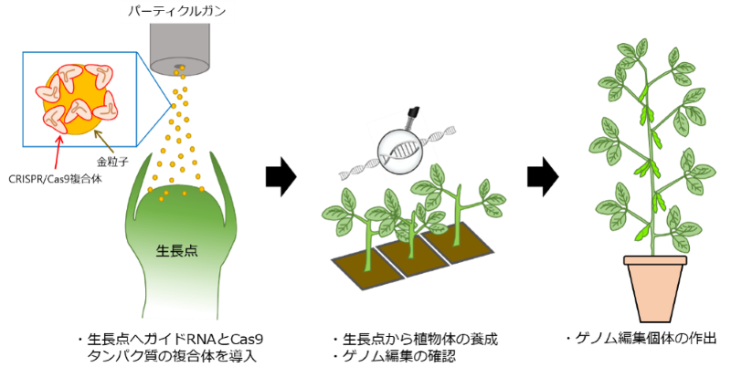 外来DNAを用いないゲノム編集にダイズで初めて成功～ダイズの迅速かつ的確な品種改良への貢献に期待～