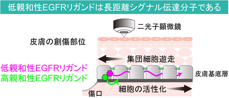 低親和性EGFRリガンドが長距離シグナル伝達分子であることを発見～くっつきにくい方が遠くまで到達できる～