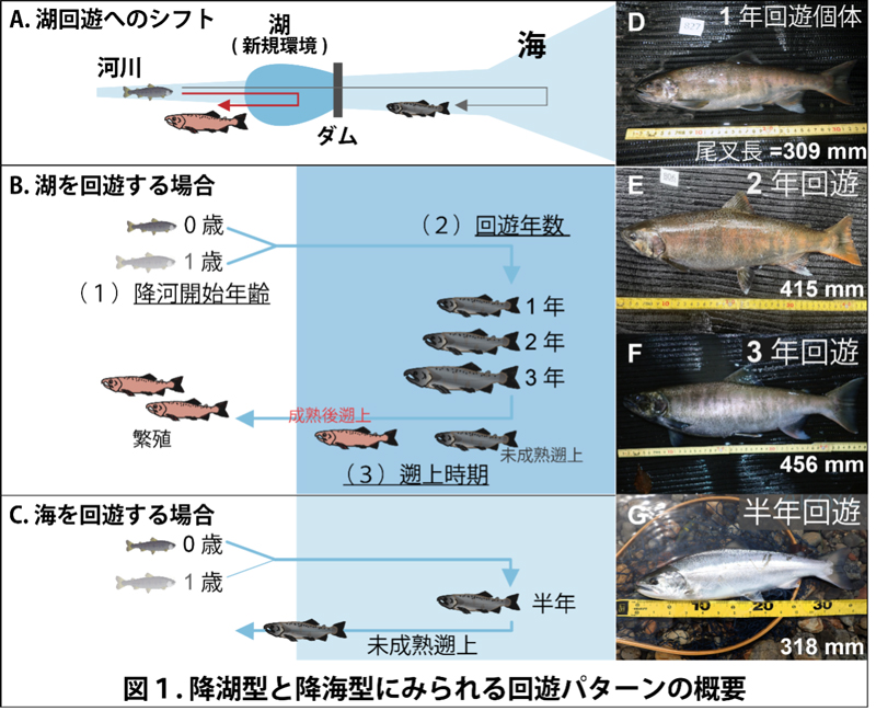 新規環境への進出に際して生じる生き方の多様化~「湖」へ回遊したサケ科魚類における回遊パターンの多様化と大型化~