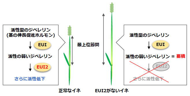 イネの成長調節ホルモンの新しい不活性化機構を解明～イネはジベレリンを段階的に不活性化する～