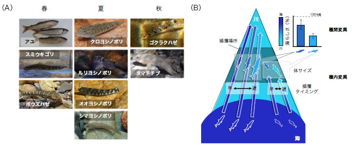 海と川を行き来する魚は「海らしさ」を失いながらも 海由来の物質を川へ届ける
