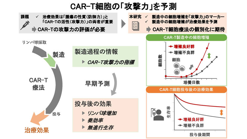 CAR-T細胞の「攻撃力」を予測～CAR-T製造中の細胞増殖が治療効果と相関する～