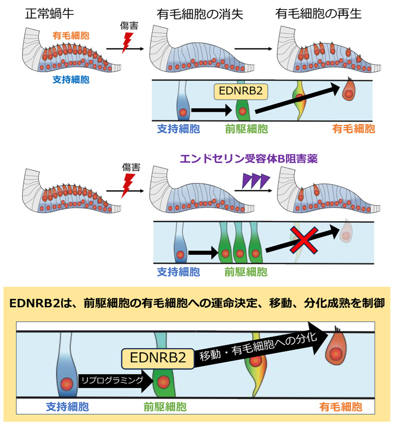 内耳有毛細胞再生の新たなメカニズムの解明～新しい感音難聴治療法の開発を目指して～