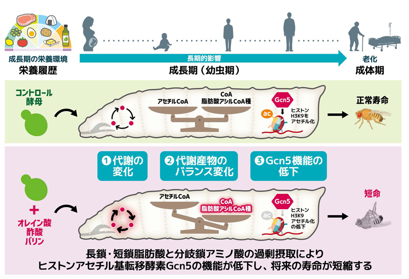 成長期における脂肪酸とアミノ酸の過剰摂取が将来の寿命を短縮する～幼若体内のヒストン修飾酵素の機能の低下を経て～