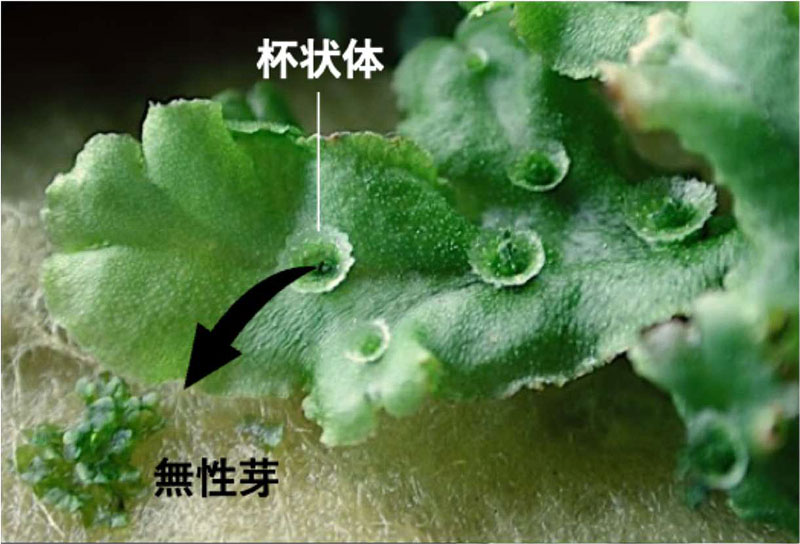 コケ植物の栄養繁殖と有性生殖の両方に必要な鍵制御因子を発見～ゼニゴケの転写因子SHOT GLASSの機能を明らかに～