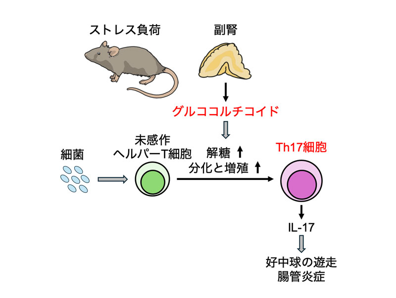 ストレスが誘導するグルココルチコイドは急性炎症を促進する～グルココルチコイドの新規免疫促進作用の発見～