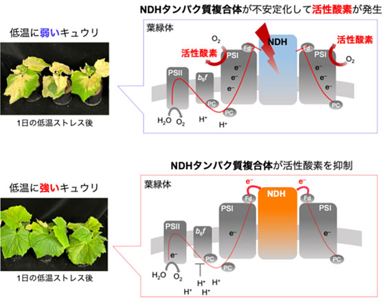 植物の低温耐性を支える新たなメカニズムを発見～葉緑体の活性酸素ダメージの軽減機構～
