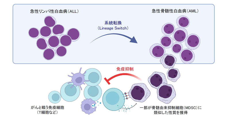 白血病の“系統転換再発”による免疫逃避～マルチオミクス解析で免疫抑制性を解明～