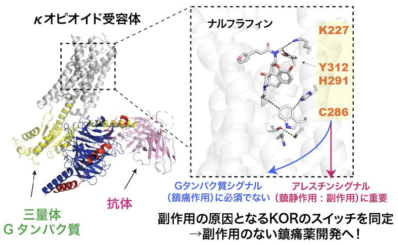 κオピオイド受容体バイアスドシグナリングに関与する分子スイッチを同定～複数の最先端技術を統合し、創薬戦略に資する構造情報を獲得～
