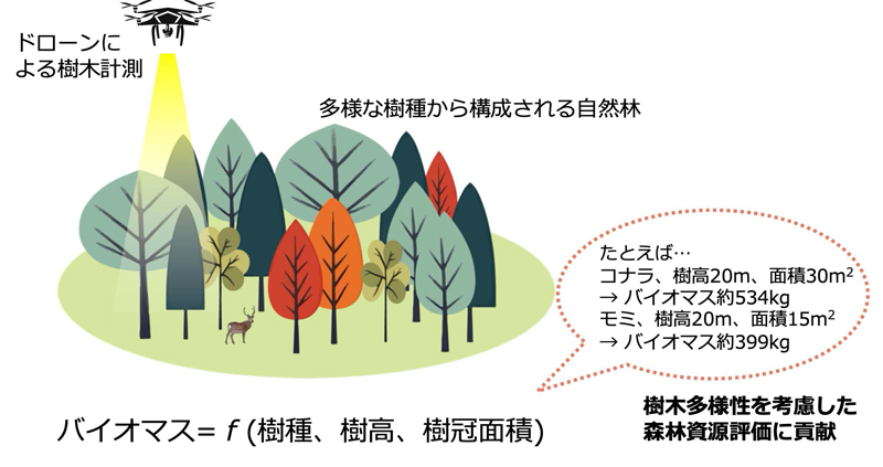 多様な樹種のバイオマス量を評価する～ドローンによる多樹種のバイオマス推定式の開発～