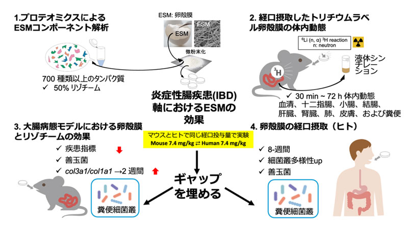 文章を入れてください