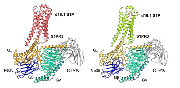 文章を入れてください