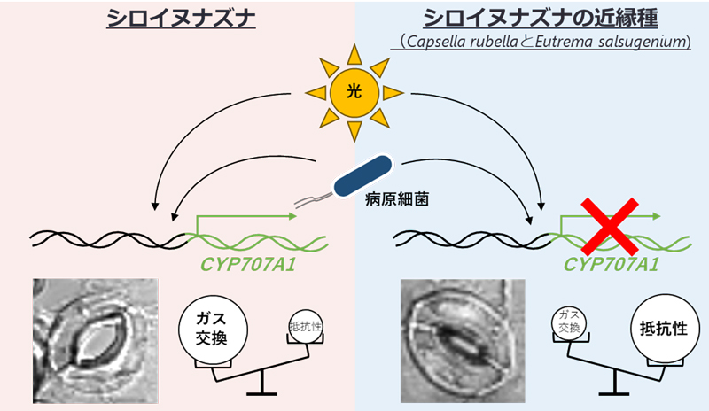 病原体への抵抗性か?ガス交換か?～植物の進化におけるトレードオフ～
