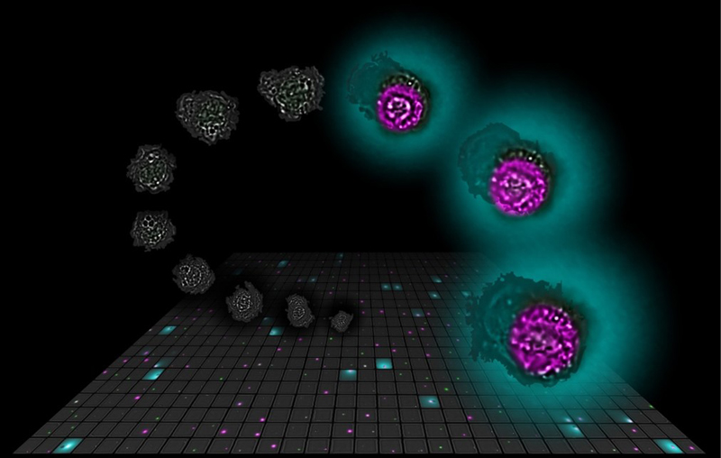 炎症の鍵となるIL-1βの放出メカニズムを単一細胞レベルで「見る」こと