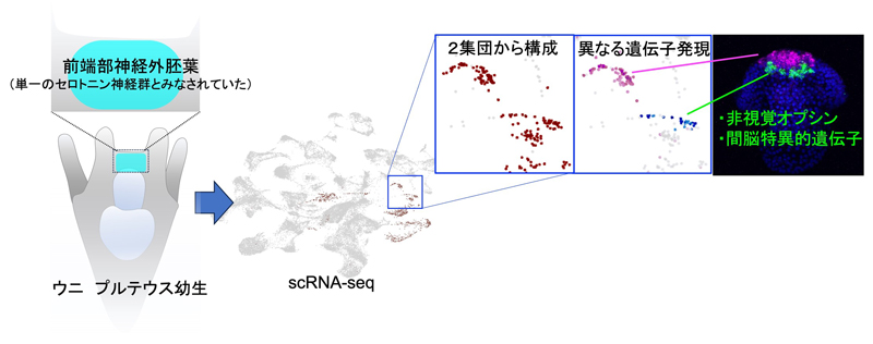 文章を入れてください