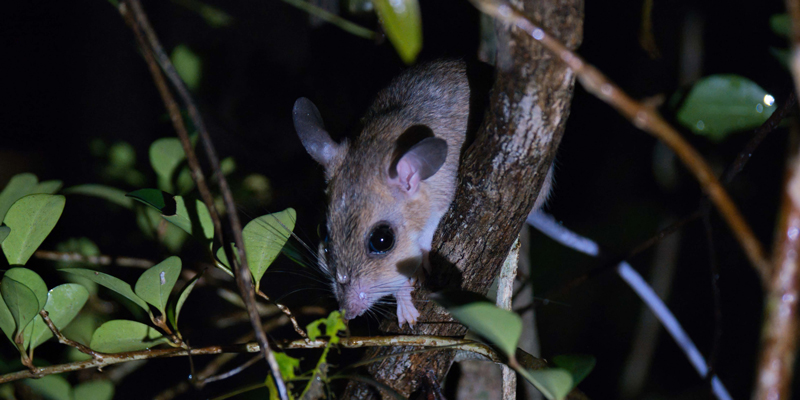 文章を入れてください