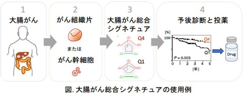 大腸がん幹細胞包括的トランスクリプトーム～患者の予後を予測できるシグネチュア～