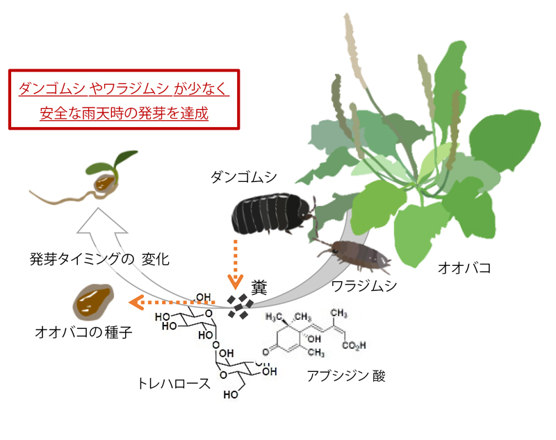 種子が植食者の糞を感知して食害を回避～糞中成分が安全なタイミングでの発芽を可能にする～