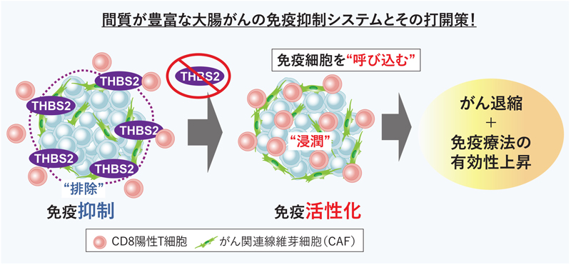 大腸がん:免疫細胞をがんに “呼び込む” 仕組みを解明～免疫治療が効かない大腸がんに突破口～