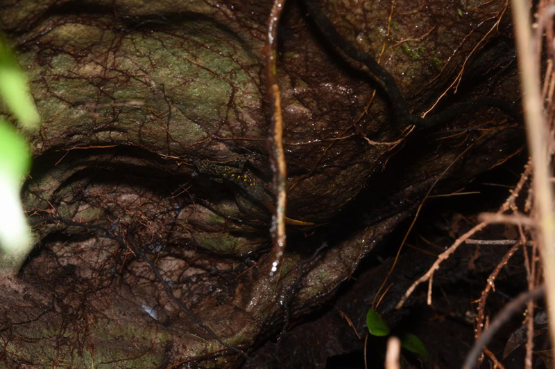 文章を入れてください