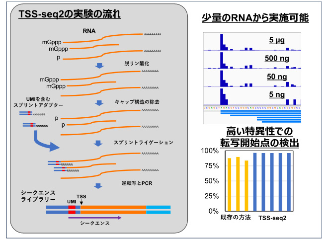 文章を入れてください