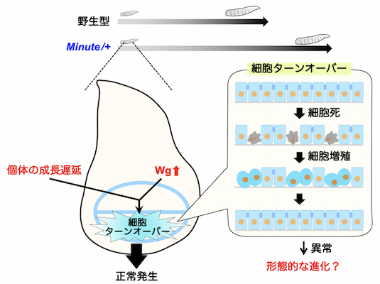 本研究の概要図