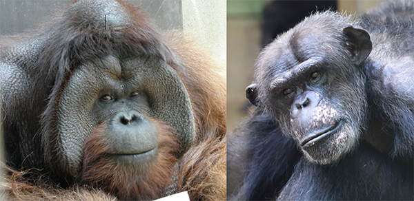 左：ボルネオオランウータン（c）よこはま動物園ズーラシア、右：チンパンジー（c）京都大学野生動物研究センター