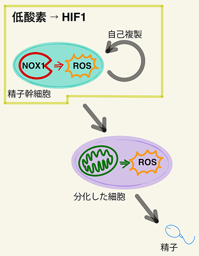 酸素による活性酸素制御が精子形成に果たす役割を解明～活性酸素制御の破綻が男性不妊を引き起こす～