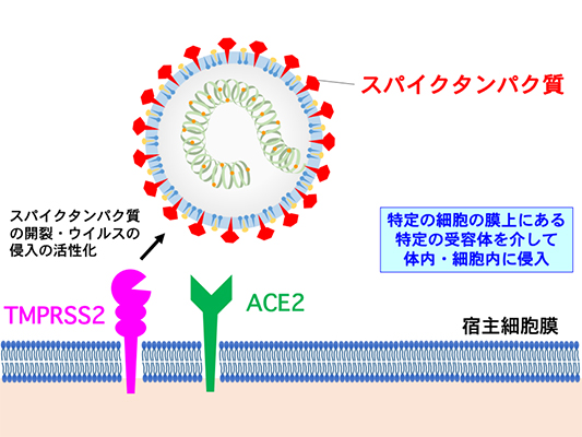 新型コロナウイルスの生体・細胞への侵入口
