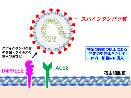 新聞 情報 京都 コロナ