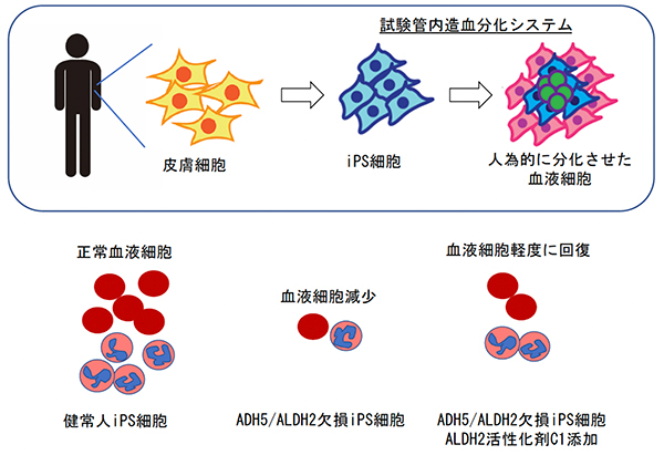 本研究の概要図