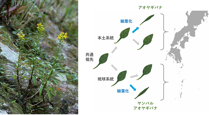 ヤンバルアオヤギバナの形態（自生地での生態写真：左）とその進化経路（右）。写真：沖縄美ら島財団 阿部篤志氏撮影。