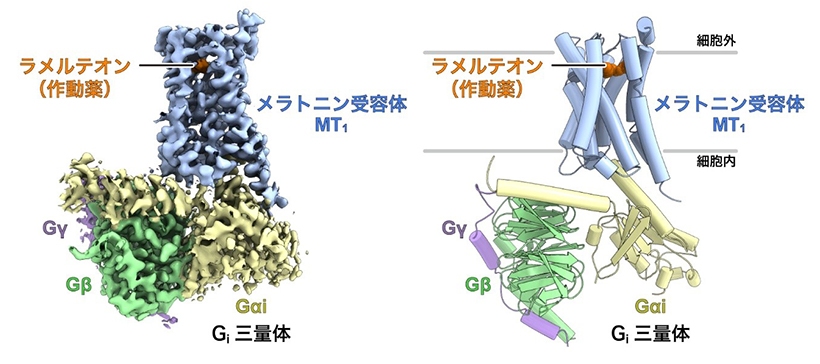 メラトニン受容体MT1-Giシグナル伝達複合体の全体構造